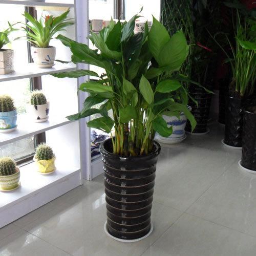 住宅內適宜放什麼植物？現在知道還不遲！ 