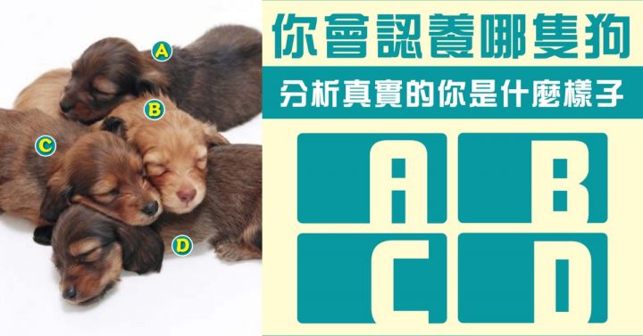 準到嚇哭！你會認養哪只狗？分析真實的你是什麼樣子？ 