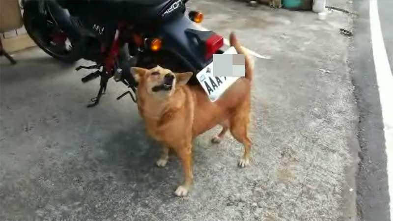 【視頻】愛犬把新機車的車牌當成「抓癢神器」　爽死了的表情害主人也不忍心禁止牠 