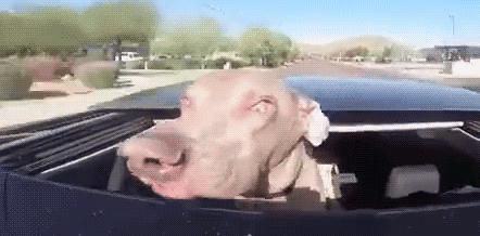 30張狗狗們坐在車裡把頭伸出窗外的超爆笑表情！每看一張都很可能就會笑到肚子抽筋！