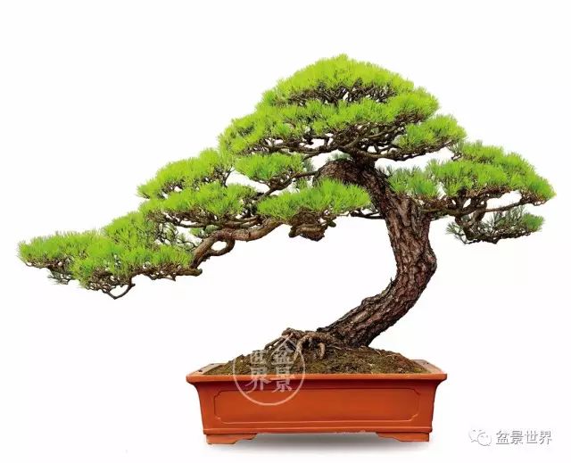 「樹王」傳奇!!!!