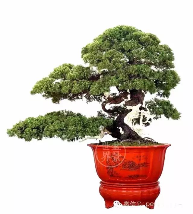 「樹王」傳奇!!!!