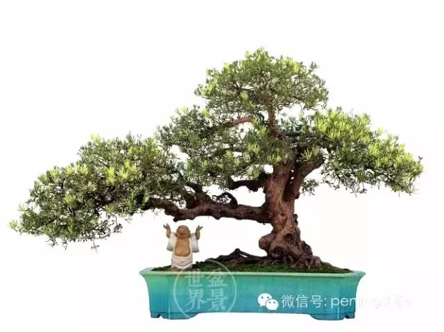 「樹王」傳奇!!!!