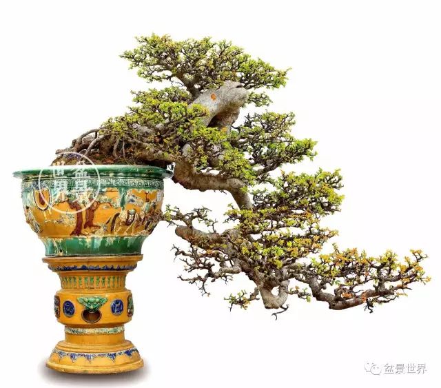 「樹王」傳奇!!!!