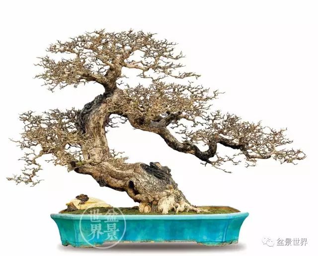 「樹王」傳奇!!!!