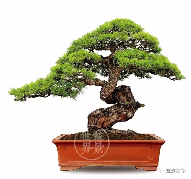 「樹王」傳奇!!!!