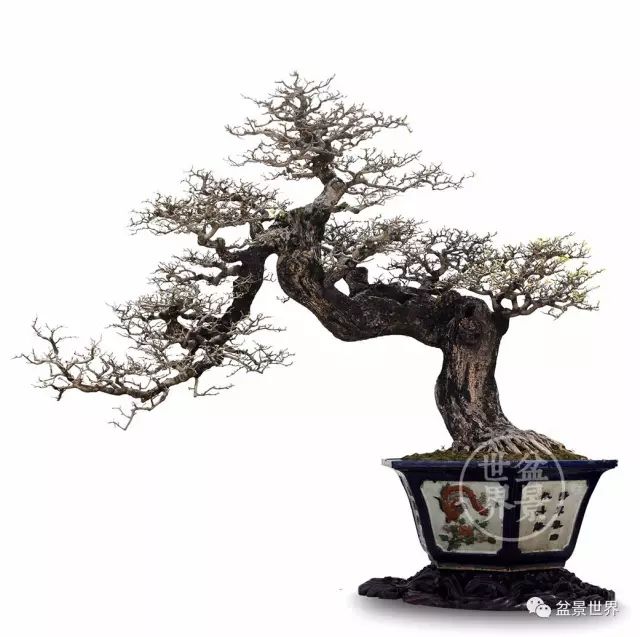 「樹王」傳奇!!!!