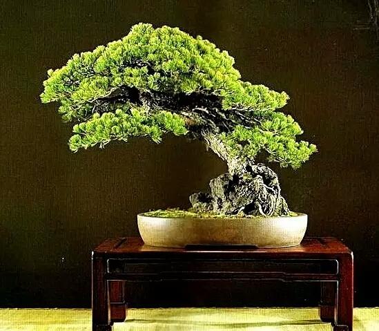 造型初入門:一日一樹型~斜幹式盆景造型詳解