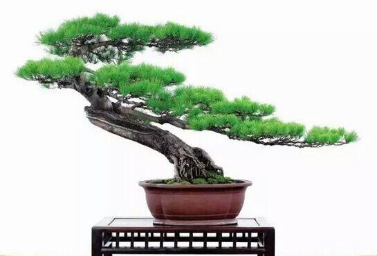 造型初入門:一日一樹型~斜幹式盆景造型詳解