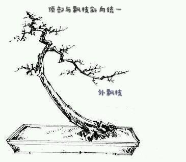 造型初入門:一日一樹型~斜幹式盆景造型詳解