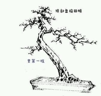 造型初入門:一日一樹型~斜幹式盆景造型詳解