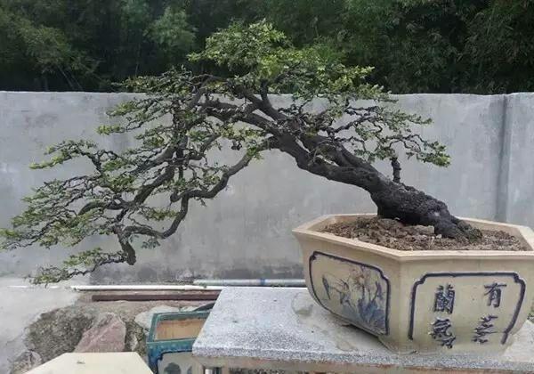 造型初入門:一日一樹型~斜幹式盆景造型詳解