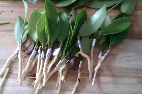 木菠蘿嫁接技術怎樣做，成活率高？