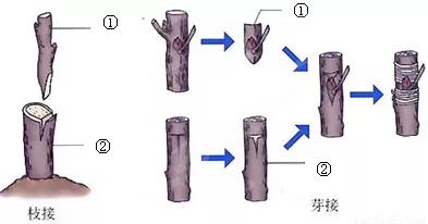 木菠蘿嫁接技術怎樣做，成活率高？