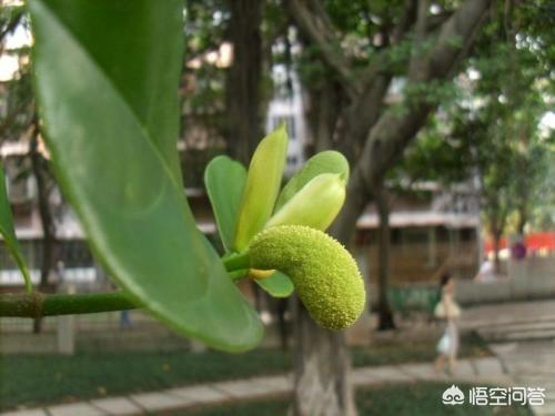 木菠蘿嫁接技術怎樣做，成活率高？