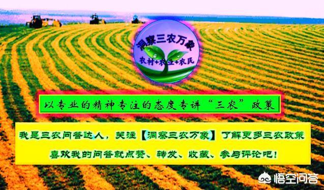 木菠蘿嫁接技術怎樣做，成活率高？