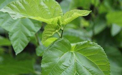 血糖只升不降，只因不戒五個壞習慣，想穩住血糖，６種食物最佳！