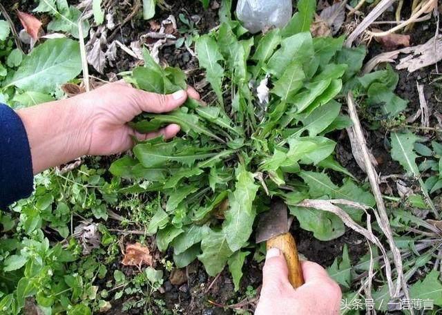 蒲公英泡水喝有「四大好處」，但這「三個不喝」也要知道
