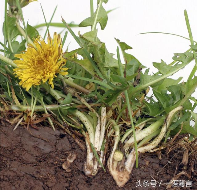蒲公英泡水喝有「四大好處」，但這「三個不喝」也要知道