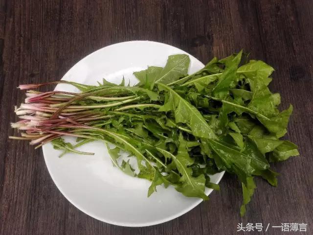 蒲公英泡水喝有「四大好處」，但這「三個不喝」也要知道