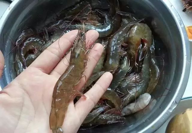 老漁民教你挑海鮮的方法，總共就這麼幾招！