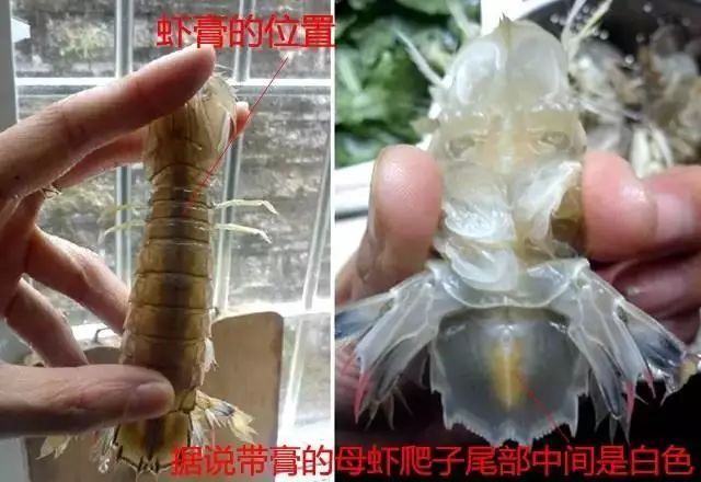 老漁民教你挑海鮮的方法，總共就這麼幾招！