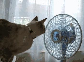 她在風扇後面加了這個，連開冷氣都不用，清涼一整夏！