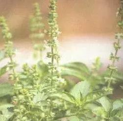 喜歡吃芝麻油的一定要知道，不起眼的芝麻油功效竟然這麼多