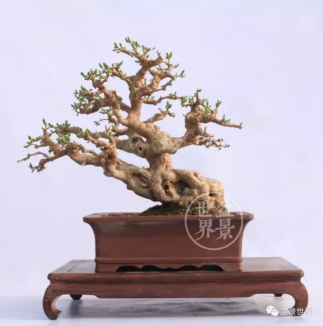梁玉慶大師作品大賞 ~~