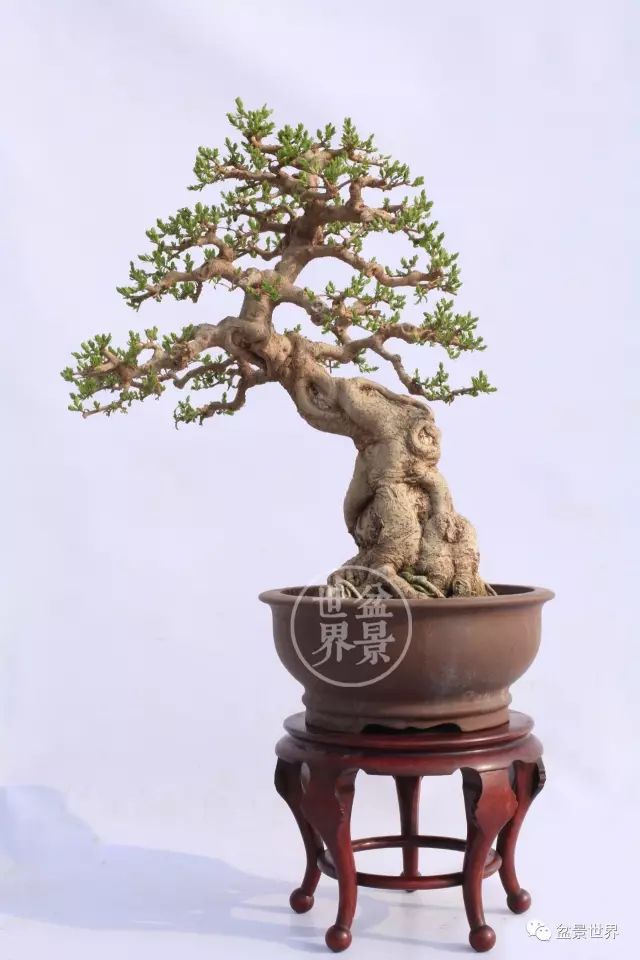 梁玉慶大師作品大賞 ~~