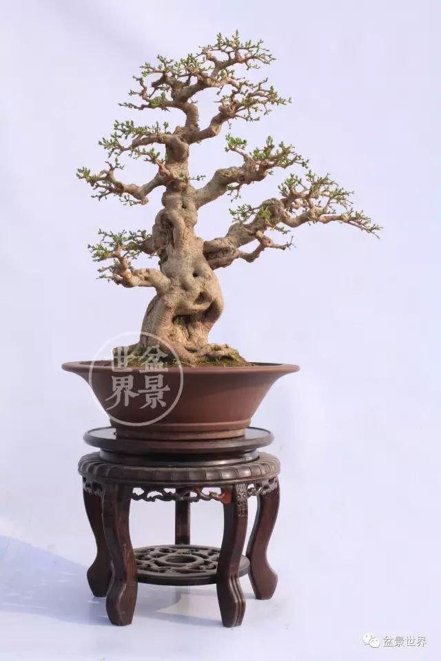 梁玉慶大師作品大賞 ~~