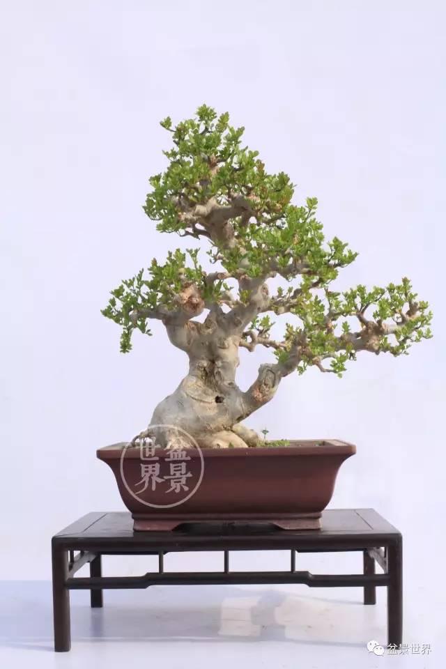 梁玉慶大師作品大賞 ~~
