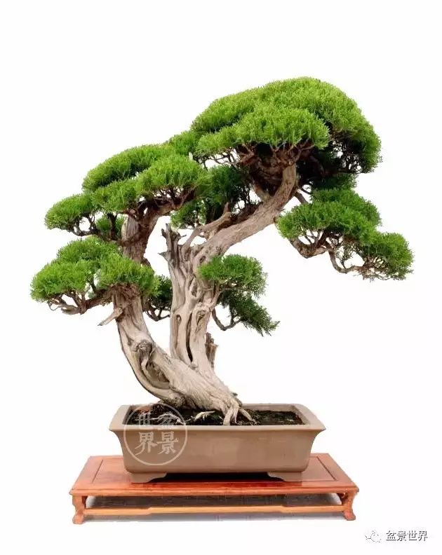梁玉慶大師作品大賞 ~~