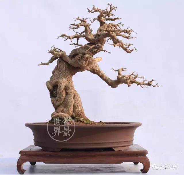 梁玉慶大師作品大賞 ~~