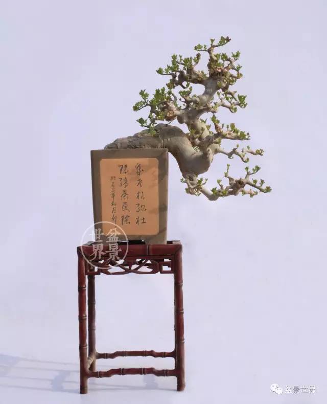 梁玉慶大師作品大賞 ~~