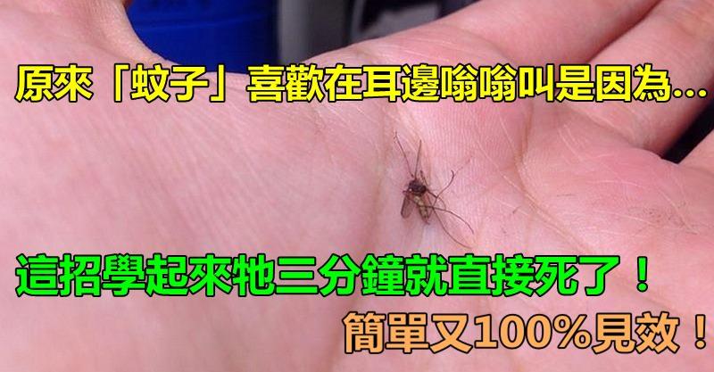  原來「蚊子」喜歡在耳邊嗡嗡叫是因為…！這招學起來牠三分鐘就直接死了！簡單又100%見效！