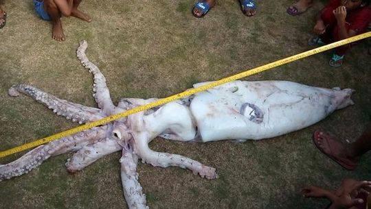 菲律賓漁民捕獲2.4米長巨型魷魚 漁民：肯定特別美味