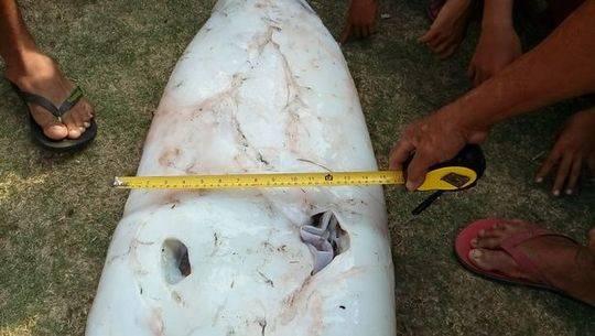 菲律賓漁民捕獲2.4米長巨型魷魚 漁民：肯定特別美味