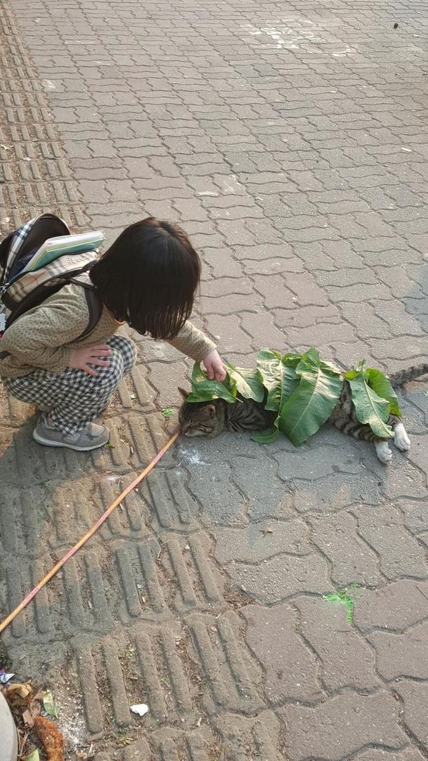 小妹妹「用樹葉鋪滿貓咪」以為惡作劇，上前一問她「超暖心回答」讓網友秒融化！