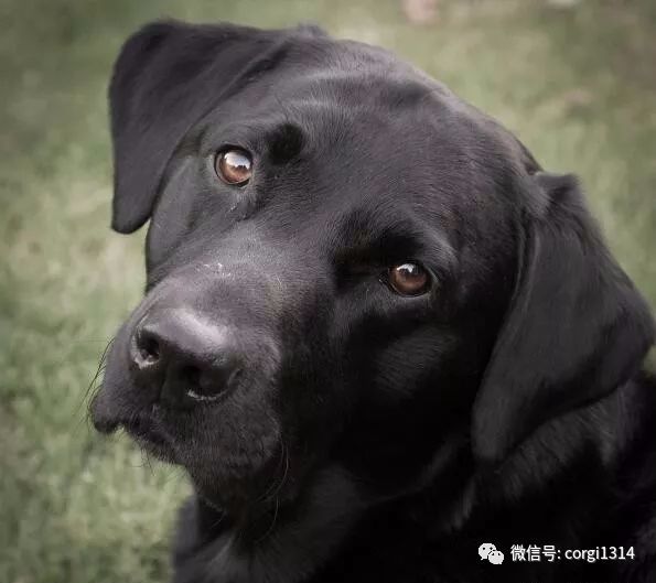 拉布拉多半夜一直犬吠，叫醒熟睡中的媽媽，反常行為拯救了小主人