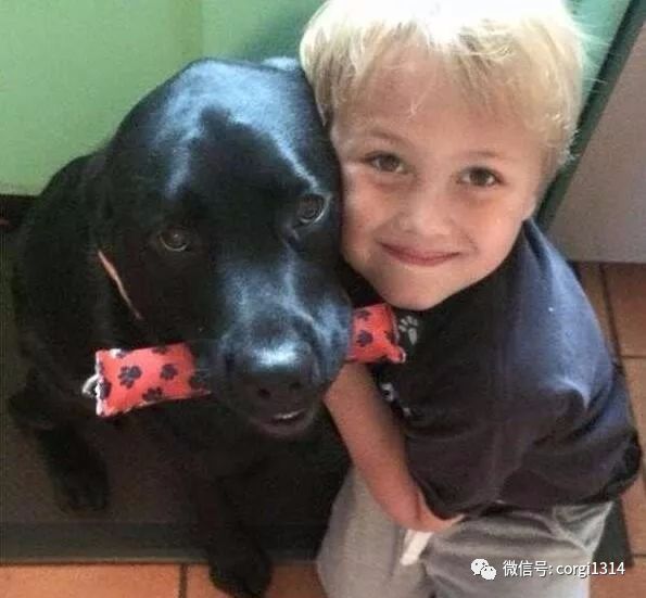 拉布拉多半夜一直犬吠，叫醒熟睡中的媽媽，反常行為拯救了小主人