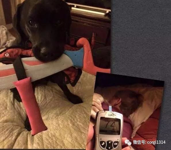 拉布拉多半夜一直犬吠，叫醒熟睡中的媽媽，反常行為拯救了小主人