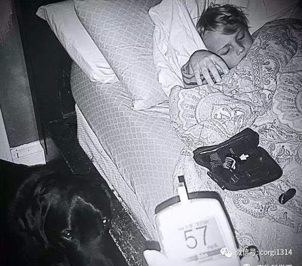 拉布拉多半夜一直犬吠，叫醒熟睡中的媽媽，反常行為拯救了小主人