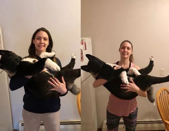 網友夫婦養了只熊寶寶小狗，軟萌可愛，6個月後他們有點後悔了……