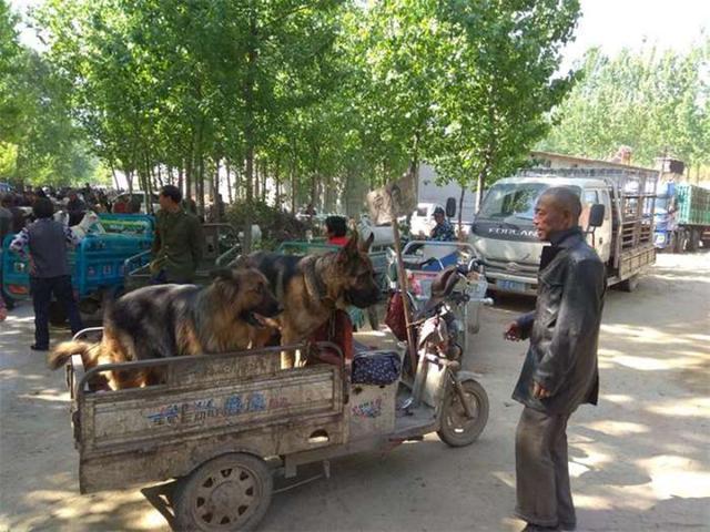 老漢拖來一車大狼狗，全部低價出售，背後原因讓路人沉默