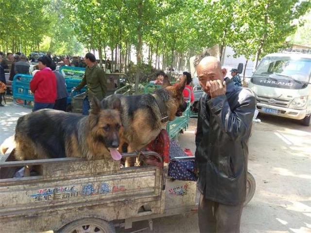 老漢拖來一車大狼狗，全部低價出售，背後原因讓路人沉默