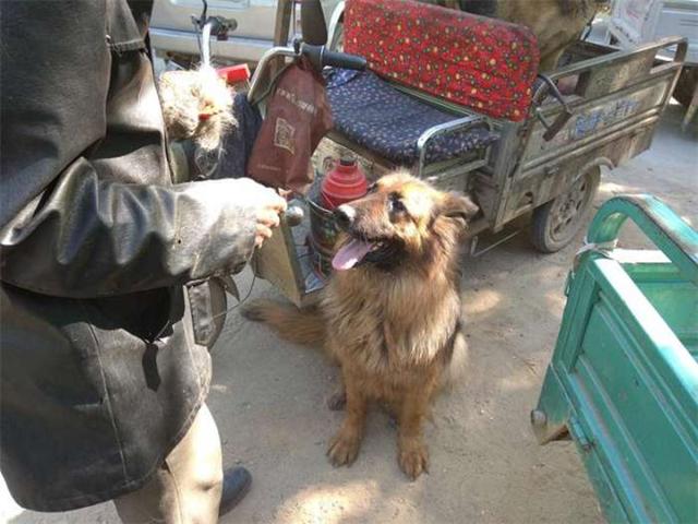 老漢拖來一車大狼狗，全部低價出售，背後原因讓路人沉默
