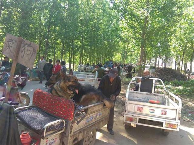老漢拖來一車大狼狗，全部低價出售，背後原因讓路人沉默