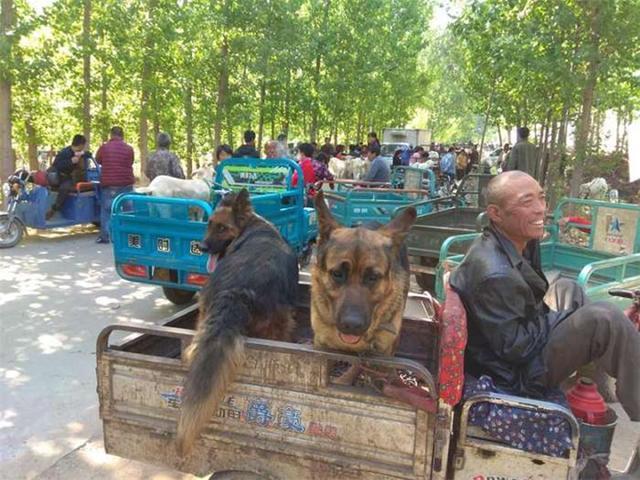 老漢拖來一車大狼狗，全部低價出售，背後原因讓路人沉默