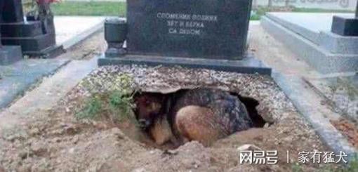 主人去世，狗狗挖洞守護3年，當人拉出狗狗時被眼前一幕驚呆了！